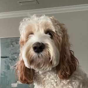 Meet your Posher, Jeffrey